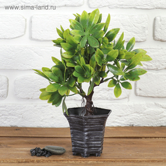 Бонсай "Фикус пятнистый" 9х27 см, МИКС