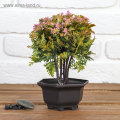 Бонсай "Блехнум с цветами" 11*20,5 см, микс