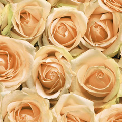 Обои Саратов 05 597Ф Роза 0.53х10м