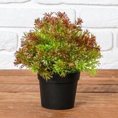 Бонсай "Укроп" 15х19см микс