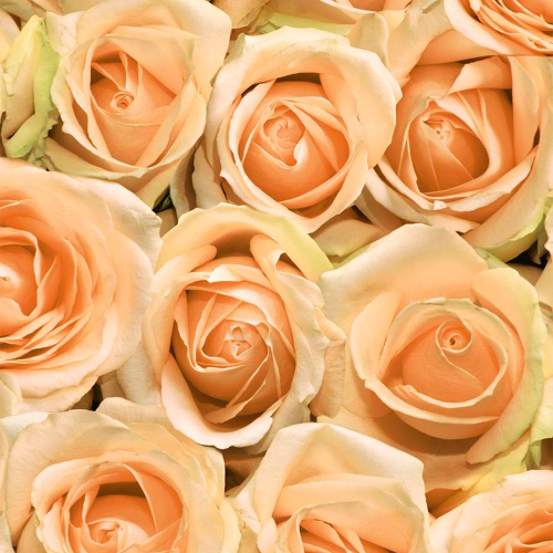 Обои Саратов 05 597Ф Роза 0.53х10м