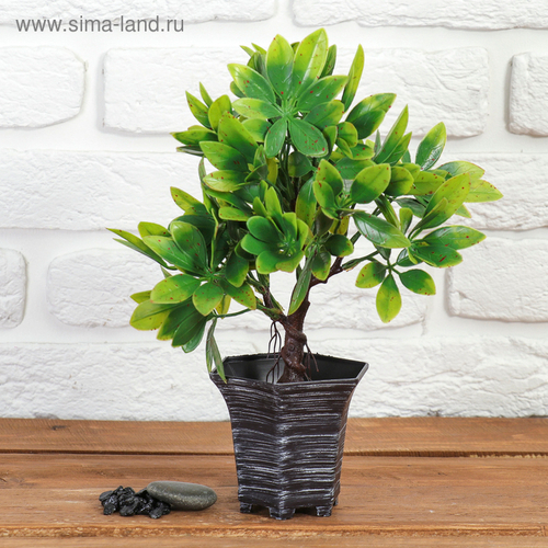 Бонсай "Фикус пятнистый" 9х27 см, МИКС