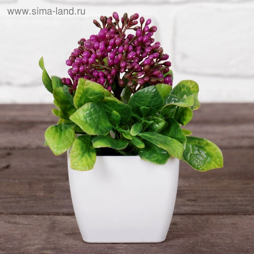 Бонсай в горшке "Бувардия" 7*15 см  МИКС